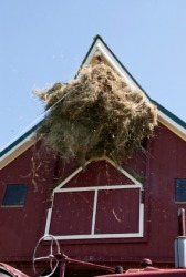 Hay being pulled into a hayloft. Hay being pulled into a hayloft.