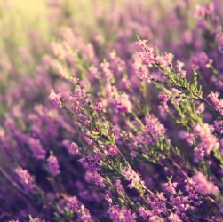 A close up of heather. A close up of heather.