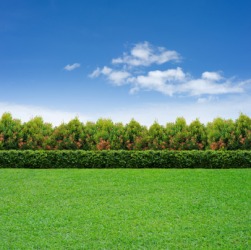 A hedgerow bordering a lawn. A hedgerow bordering a lawn.