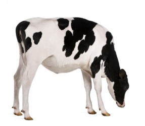 A young black and white heifer. A young black and white heifer.