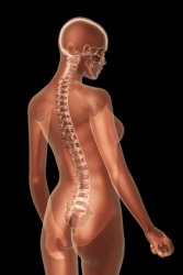 An image of a woman showing the backbone. An image of a woman showing the backbone.