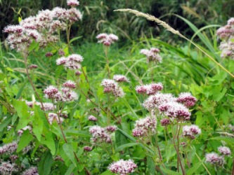 Hemp agrimony plants. Hemp agrimony plants.