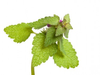 The hemp nettle plant. The hemp nettle plant.