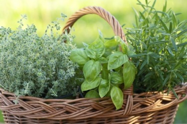 A basket of fresh herbs. A basket of fresh herbs.
