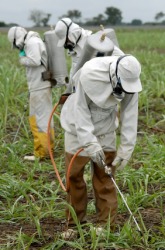 People using herbicide. People using herbicide.