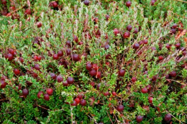 A ripening cranberry bush. A ripening cranberry bush.