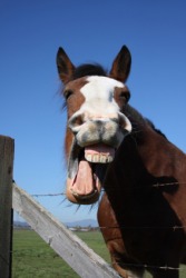 A hilarious horse. A hilarious horse.