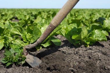 A hoe in a lettuce field. A hoe in a lettuce field.