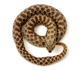 A coiled hognose snake. A coiled hognose snake.