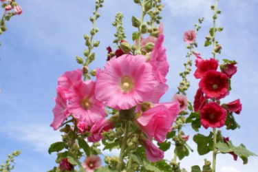 Hollyhock flowers. Hollyhock flowers.