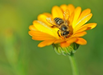 A honey bee on a marigold. A honey bee on a marigold.