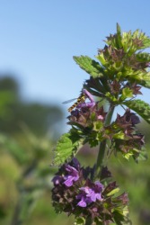 Black horehound. Black horehound.