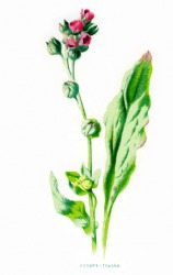 An illustration of the hound's-tongue plant. An illustration of the hound's-tongue plant.