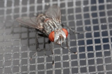 A house fly on a screen. A house fly on a screen.