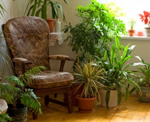 A chair surrounded by houseplants. A chair surrounded by houseplants.