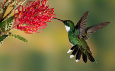 A hummingbird hovers near a flower. A hummingbird hovers near a flower.