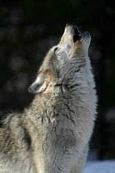 A wolf emits a howl. A wolf emits a howl.