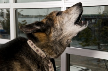 A howling dog. A howling dog.