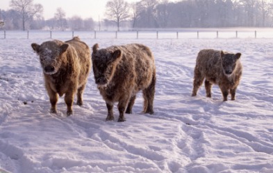 Cattle in an ice-cold field. Cattle in an ice-cold field.