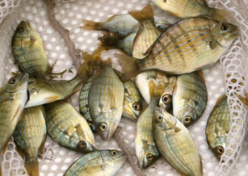 Some baitfish in a net. Some baitfish in a net.