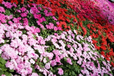 A field of impatiens. A field of impatiens.