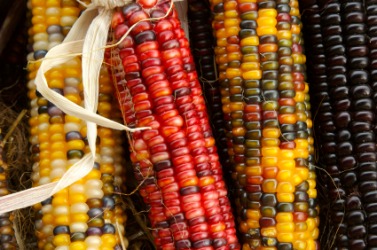 Ears of Indian corn. Ears of Indian corn.