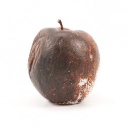 This rotten apple is inedible. This rotten apple is inedible.