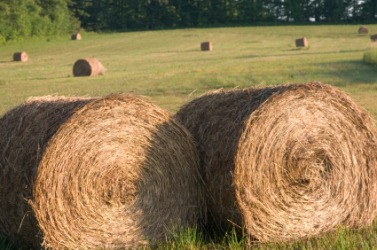 Bales of hay in a field. Bales of hay in a field.