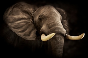 The ivory tusks of an elephant. The ivory tusks of an elephant.