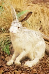 A jack rabbit. A jack rabbit.