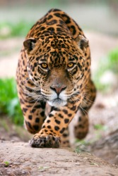 A jaguar about to attack. A jaguar about to attack.