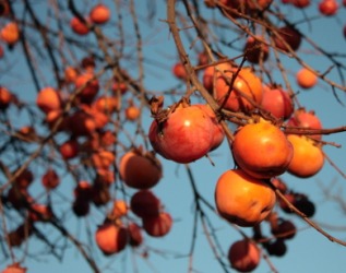 Japanese persimmons hanging from the tree. Japanese persimmons hanging from the tree.