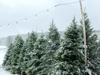 Balsam fir trees in a Christmas tree lot. Balsam fir trees in a Christmas tree lot.