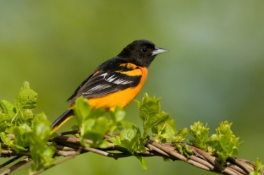 A male Baltimore oriole. A male Baltimore oriole.
