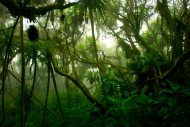 A dense tropical jungle. A dense tropical jungle.