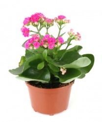 A kalanchoe with pink flowers. A kalanchoe with pink flowers.