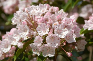 The mountain laurel is a kalmia. The mountain laurel is a kalmia.