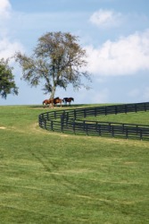 Horses grazing in a field of Kentucky bluegrass. Horses grazing in a field of Kentucky bluegrass.