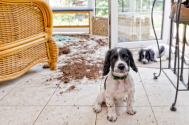 Canine kerfuffle. Canine kerfuffle.