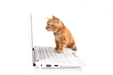 A little kitty plays with a computer. A little kitty plays with a computer.
