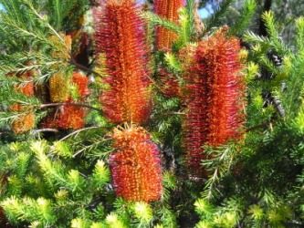 A flowering banksia shrub. A flowering banksia shrub.