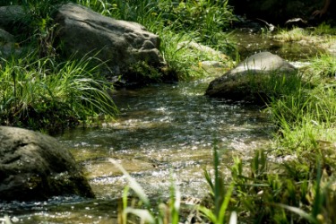A stream flows through the forest. A stream flows through the forest.