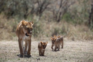 A lioness with her offspring. A lioness with her offspring.