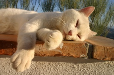 A lazy cat sleeps in the sun. A lazy cat sleeps in the sun.