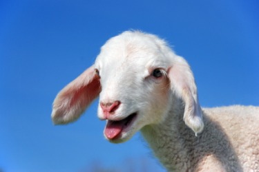 A baby lamb bleats. A baby lamb bleats.