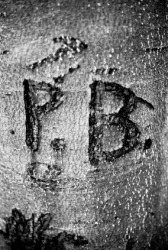 Initials have been gouged into a tree trunk. Initials have been gouged into a tree trunk.