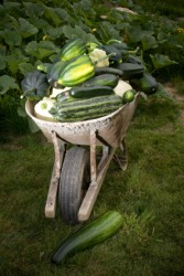 A harvest of different squash. A harvest of different squash.