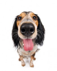 This dogs nose is a very prominent feature. This dogs nose is a very prominent feature.