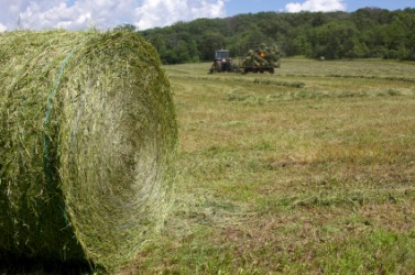 This alfalfa can be used for fodder. This alfalfa can be used for fodder.