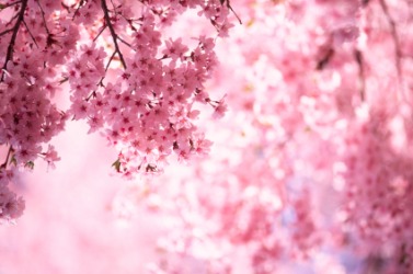 Pink cherry blossoms. Pink cherry blossoms.